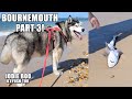 Husky Finds &amp; Helps Rescue BABY SHARK!