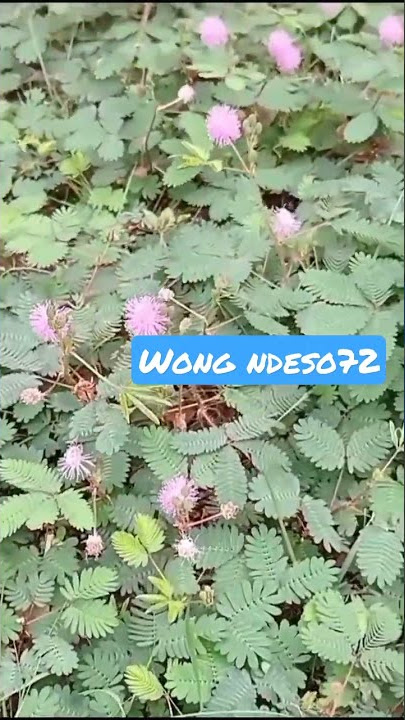 BUNGA BISKUCING YG BANYAK MANFAATNYA@wongndeso7241 #shortsvideo #shorts #hastag #hastags
