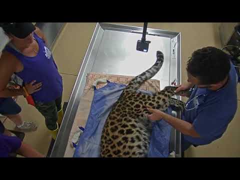 cheetah running speed Windsong Memorial Cat Hospital Surgery Room