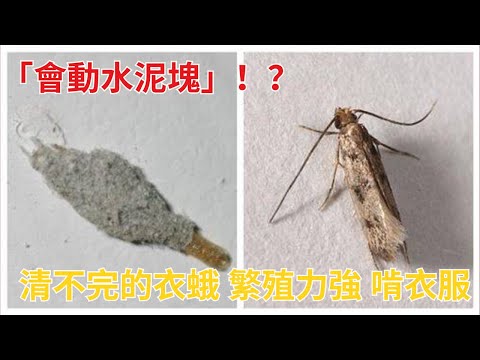「會動水泥塊」！？ 清不完的衣蛾 繁殖力強 啃衣服