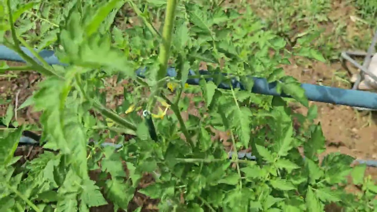 My psycho tomato plant named Marc 07-01-2024