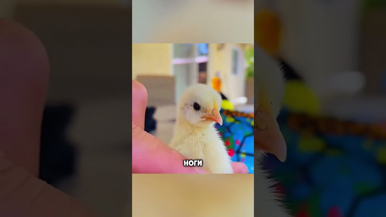 Мужчина спас редкую птицу