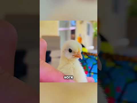 Мужчина спас редкую птицу