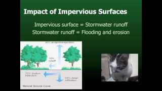WITH CATS! Stormwater 101: stormwater problems, what causes them, and how the program works