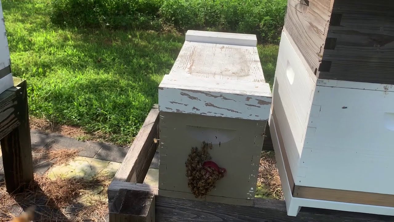 Expanding a honeybee Nuc beekeeping YouTube