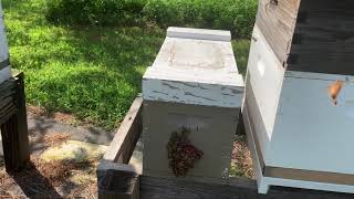 Expanding  a honeybee Nuc | beekeeping