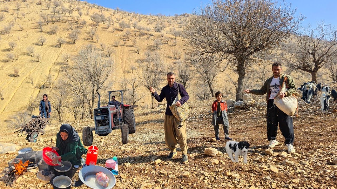 Nomadic life in the heart of Zagros nature: traditional agriculture, nomadic cooking over fire