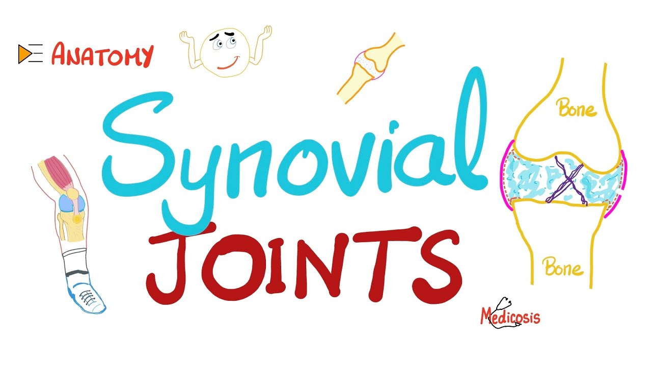 Синовиальные суставы (диартрозы) - Синовиальная жидкость - Синовит | Анатомия
