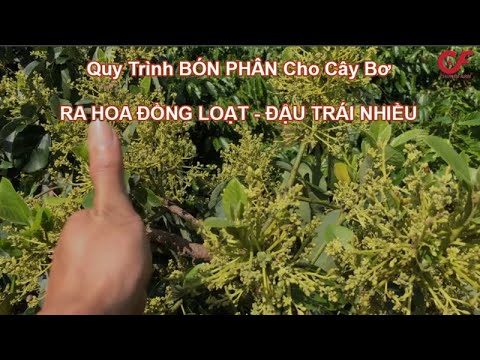 Video Kỹ thuật bón phân cho cây Bơ ra hoa, ép bông đồng loạt... - youtube