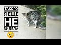 Выкинули котенка на трассу😱как сложилась его судьба?