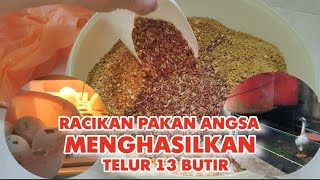 CARA MENGHASILKAN TELUR ANGSA DENGAN PAKAN SULTAN