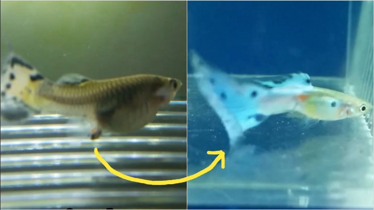 Male Guppy Fry Growth Stages Guppy Fry Growing Up From Birth To Adult Size Youtube