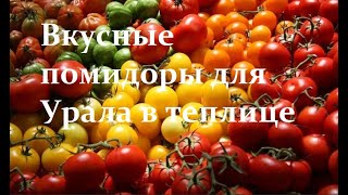 Лучшие виды томатов для теплиц Урала.