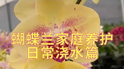 兰花又已开 兰花又已开