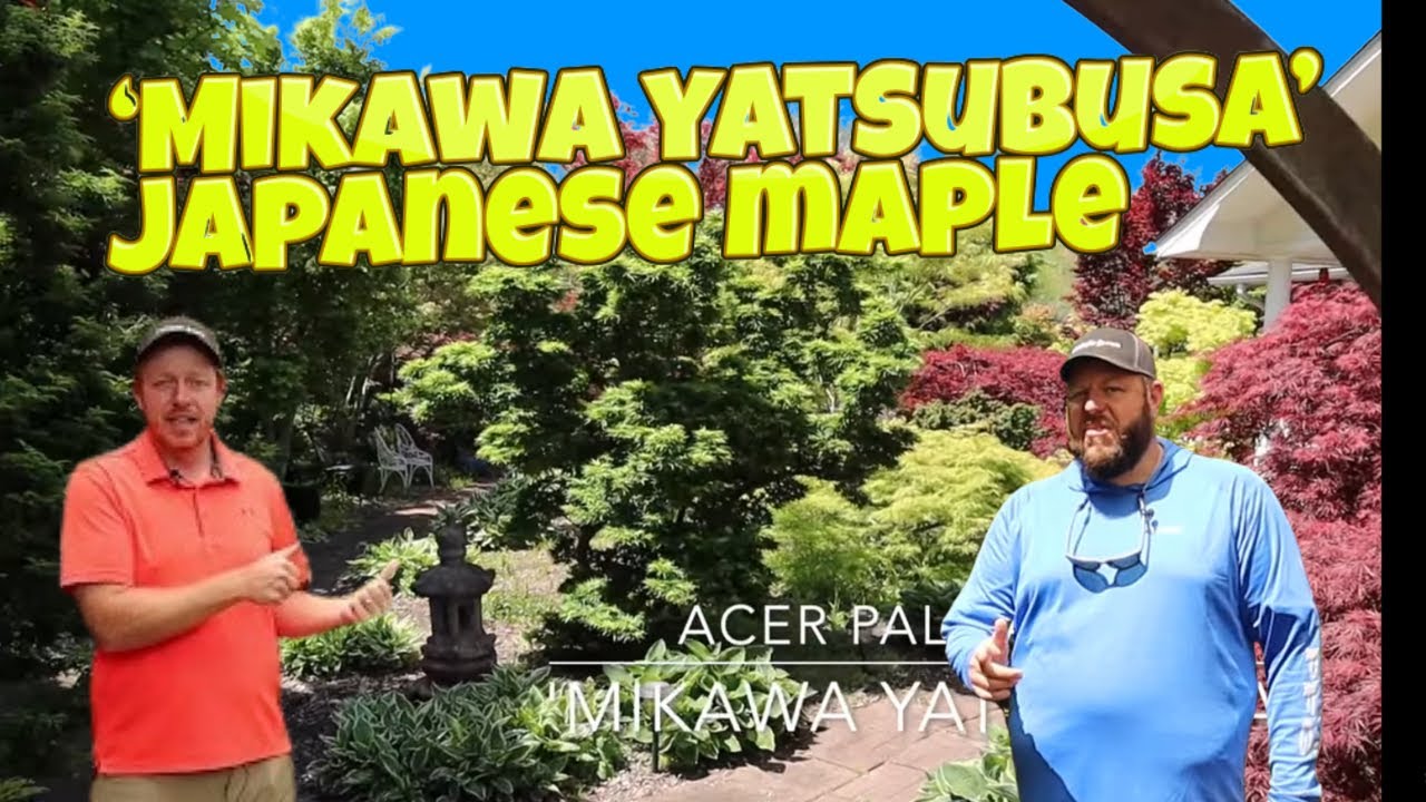 Acer Palmatum 'Mikawa yatsubusa' — карликовый японский клён в моём саду! — ЯПОНСКИЕ КЛЕНЫ