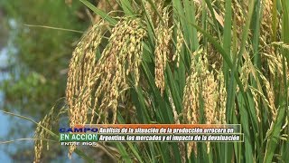 Situación de la producción arrocera en Argentina  - Fabian Franceze
