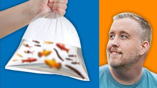 Top 10 Fish with Crazy Good Value for Beginners
