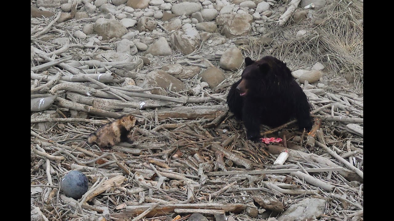 ヒグマのサケを狙うたぬたぬ２匹