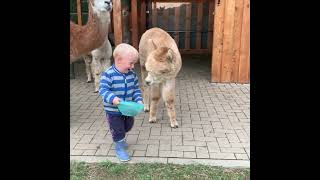 Kleinkind wird von gefräßigem Alpaka verfolgt  hungry alpaca pursues toddler