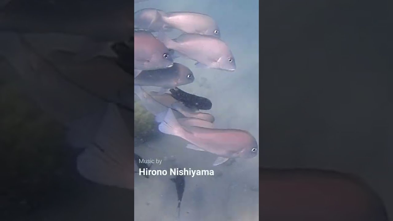 Bazaruto Coral reefs, longer version is available at https://youtu.be/w5JwDyx0us0 #Shorts