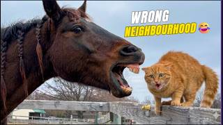 Funniest Animal Moments That Will Make You Cry Laughing | 2026 Compilation #funnyanimals #fun #viral