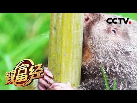 致富经 被赶出家门独居深山他却发了 Cctv农业 Youtube