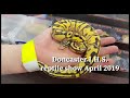 I.H.S. Doncaster Reptile show April 2019