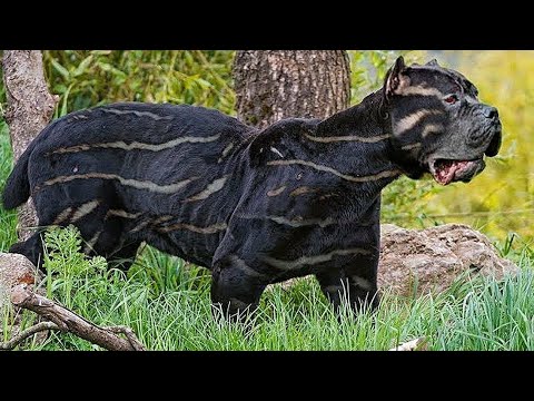 Video: The Top 10 Ugliest Dog Breeds di Dunia