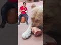 AWSA Video # 708 Have you tried coming close to meat-eating lioness?