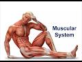 HUMAN MUSCULAR SYSTEM 🛑 | EASY LEARN PHARMACY ❤️ | MAKE SURE DONT FORGET LIKE AND SUBSCRIBE❤️❣️