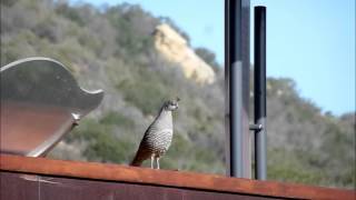 This is a female california quail giving the assembly call from nix
nature center. females and males give call. scattered birds use to
rea...