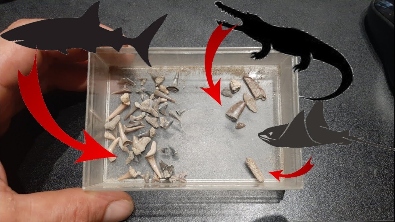 ils trouvent des dents de REQUIN,CROCODILE, RAIE !!! YouTube — free download