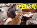 ホットケーキと秋田犬そら・シェパード犬マックと40歳の亀さん