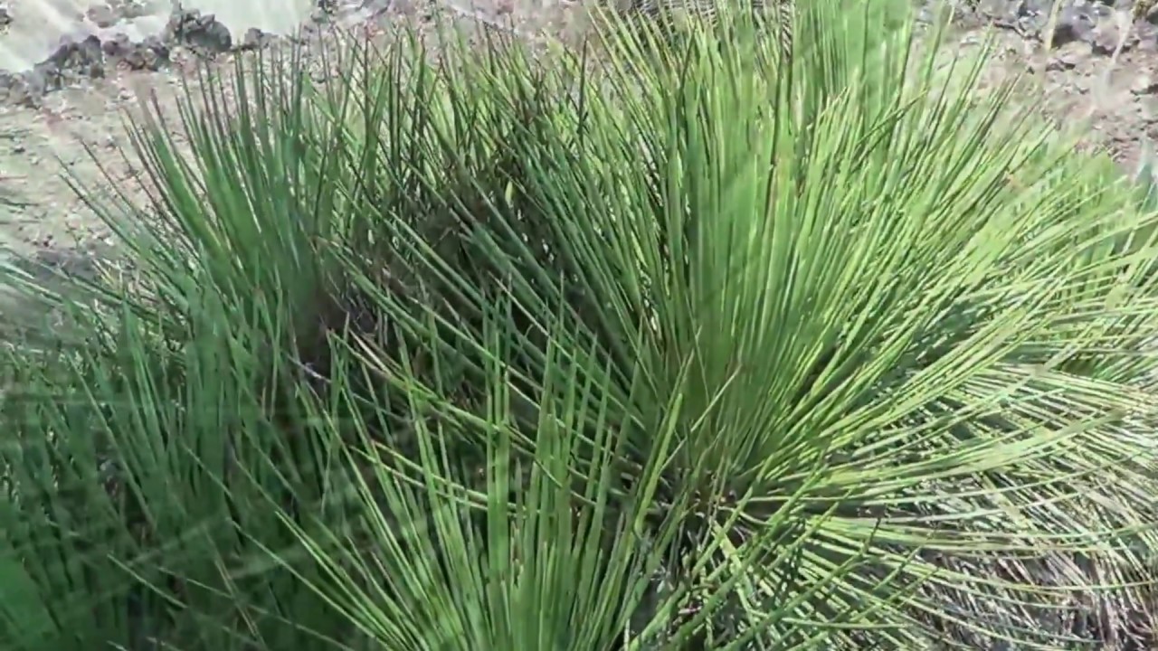 TÌNH YÊU CÂY CỎ ĐV4 - Page 33 Maxresdefault