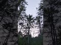 crickets at dusk
