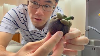 The Queen of Fruits | Eating Mangosteen For the First Time