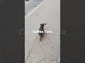 Dj the Dog/morning coffee