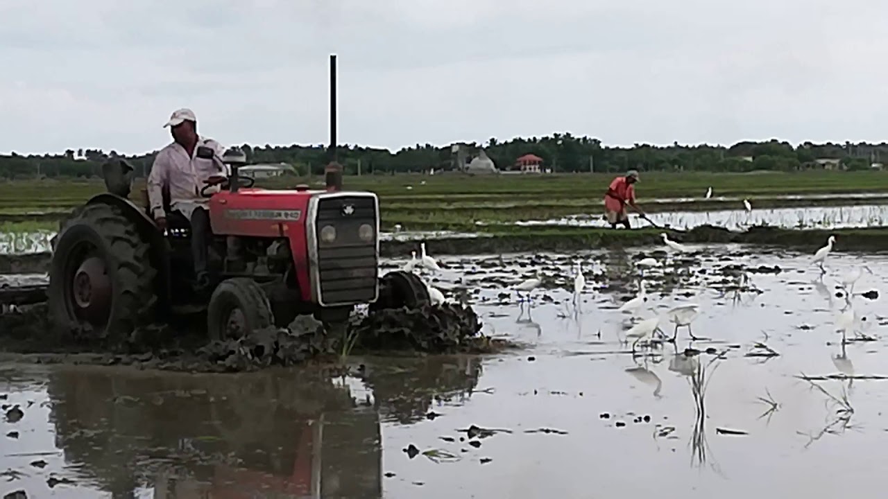 Sri lankan tractor 240 MF YouTube