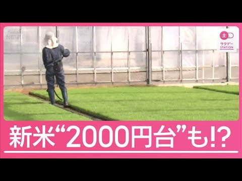 酷暑+深刻なコスト高も課題 それでも新米価格は2000円台も?コメ巡る異常事態【サタデーステーション】(2026年4月11日)