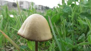 Species Of Mushrooms, Conocybe Tenera, Poisonous