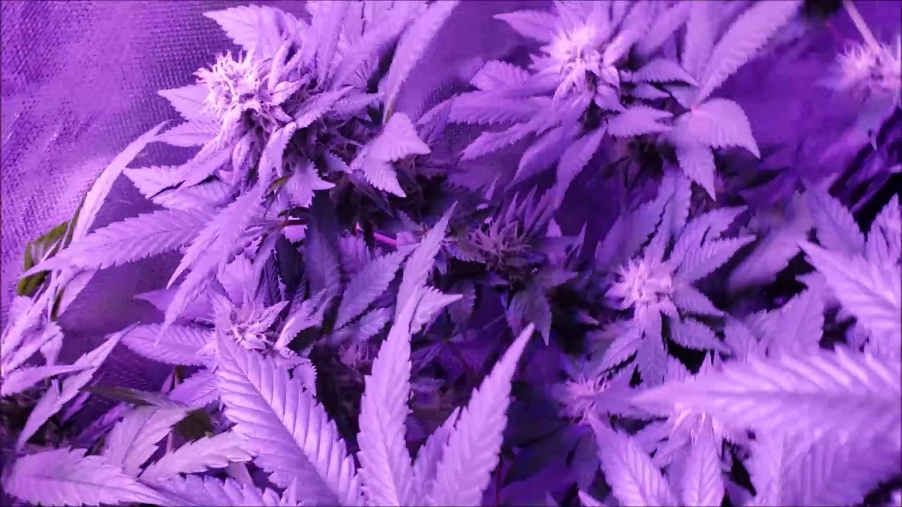 Cannabis Closet Grow White Widow Tweed Bakerstreet Pt.1