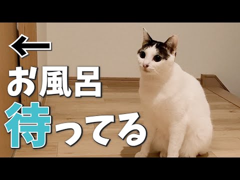 飼い主の入浴中、お風呂前でずっと待ってる猫が可愛すぎる