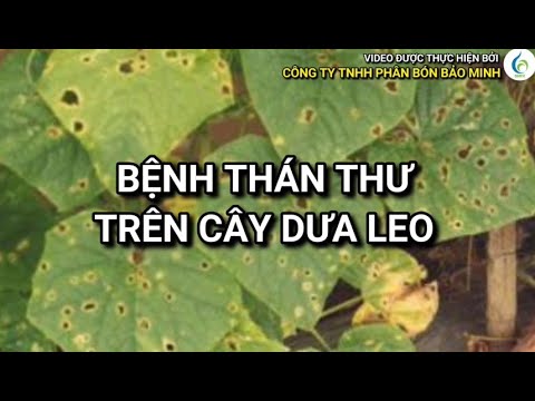 Video: Bệnh thán thư hại dưa chuột - Quản lý bệnh thán thư trên cây dưa chuột