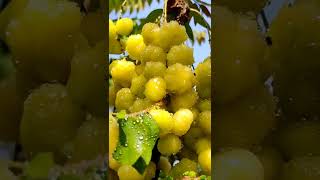 Gooseberry Instant Recipe😍 # Spicy Gooseberry # Fresh Yummy and Tasty😋 # Mouth Watering🤤 #Shorts