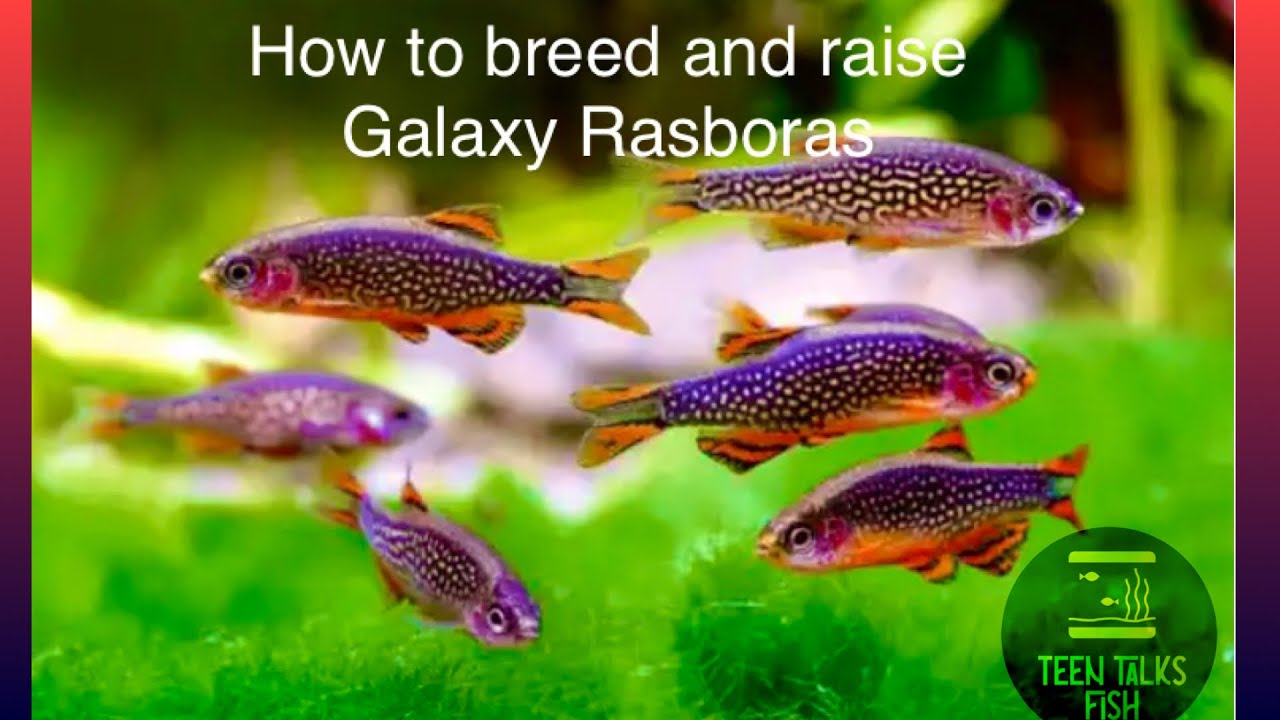 How to breed and Raise galaxy rasboras. YouTube