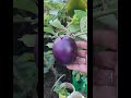 plants after Rain 🌧 #gardenplants #gardening #ytshorts ##ytshort