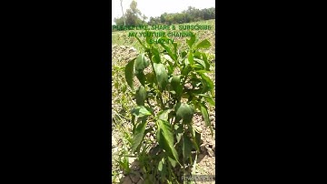 Hybrid Advanta 5017 / 5018 (F1) Chilli / Hot Pepper  in Sikandari Agriculture  Farm