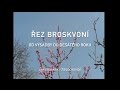 Řez broskvoní - od výsadby do desátého roku (1. díl)