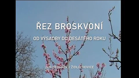 Jak pěstovat broskvoně v nížinách?