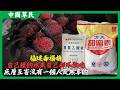 福建毒楊梅自己種的水果自己都不敢吃.底層互害沒有一個人是無辜的